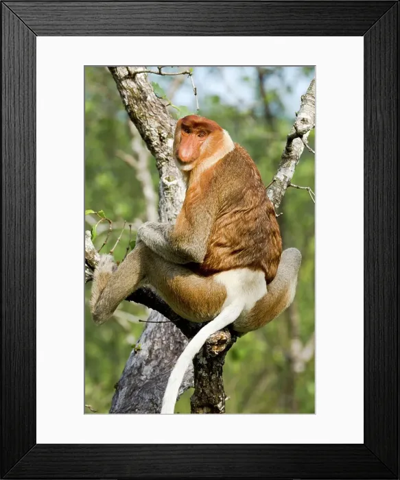 Framed Print : Adult male Proboscis monkey (Nasalis larvatus) feeding in mangrove forest Framed Print : Adult male Proboscis monkey (Nasalis larvatus) feeding in mangrove forest