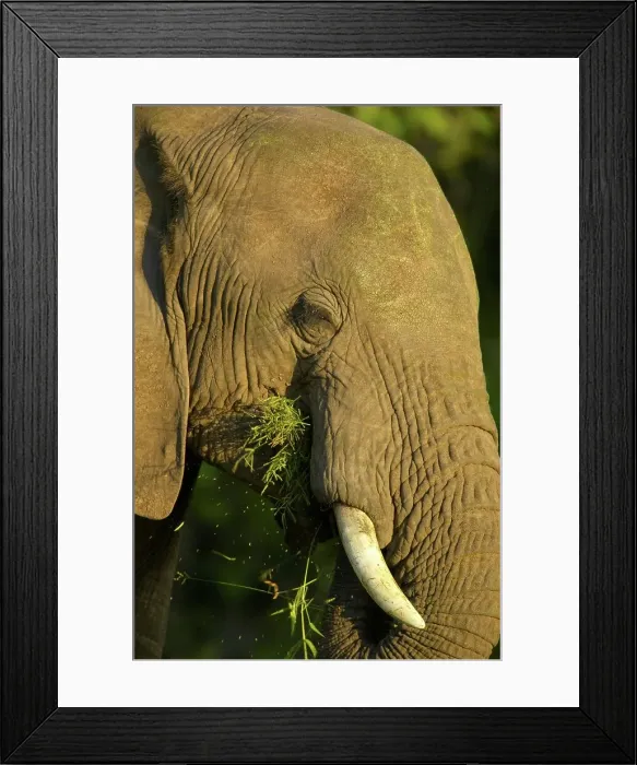 Framed Print : African Elephant (Loxodonta africana) feeding