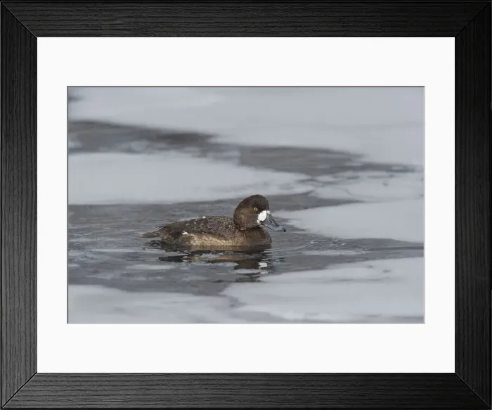Framed Print : Greater Scaup (Aythya marila) drake in ice flow Framed Print : Greater Scaup (Aythya marila) drake in ice flow