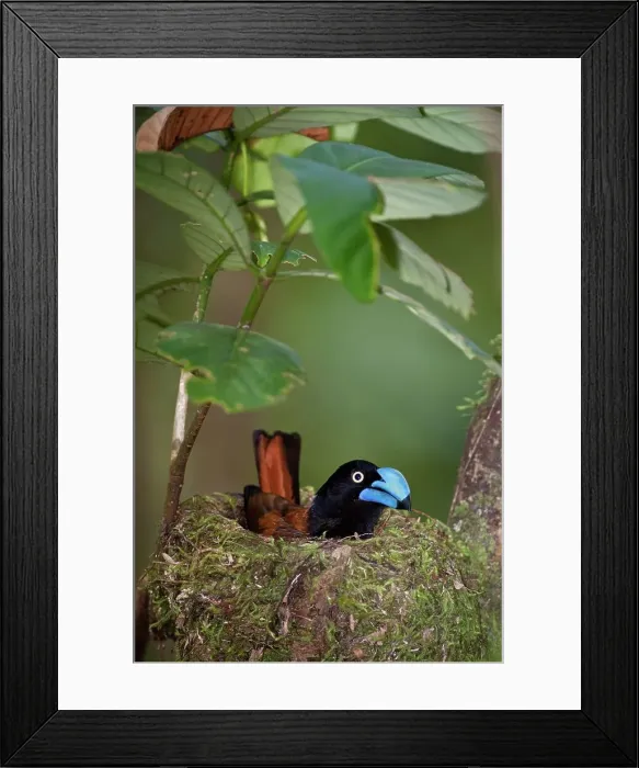 Framed Print : Helmet vanga (Euryceros prevostii) on nest incubating eggs