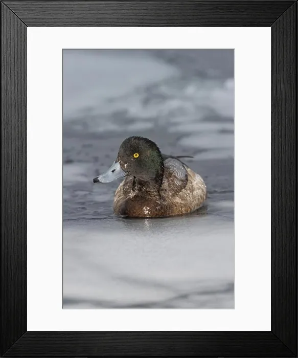 Framed Print : Greater Scaup (Aythya marila) drake in ice flow, Hokkaido, Japan Framed Print : Greater Scaup (Aythya marila) drake in ice flow, Hokkaido, Japan
