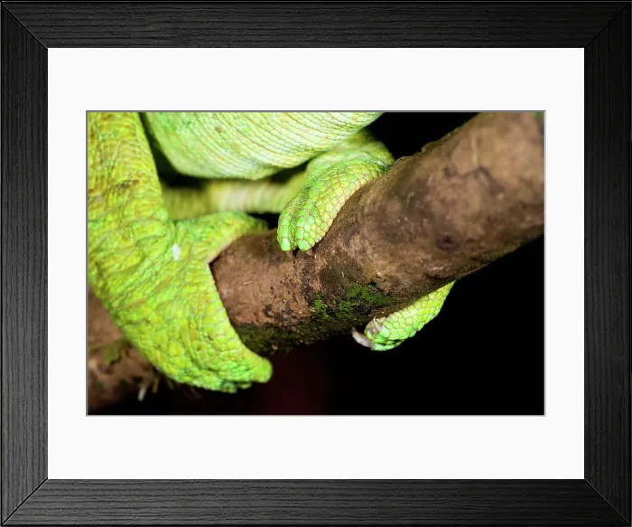 Framed Print : Grasping foot of Male Parson's chameleon (Calumma parsonii) in rainforest understory Framed Print : Grasping foot of Male Parson's chameleon (Calumma parsonii) in rainforest understory