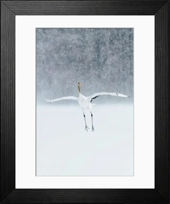 Framed Print : Japan, Hokkaido, Japanese Red-crowned Crane (Grus japonensis) performing courtship dance in heavy snow fall Framed Print : Japan, Hokkaido, Japanese Red-crowned Crane (Grus japonensis) performing courtship dance in heavy snow fall