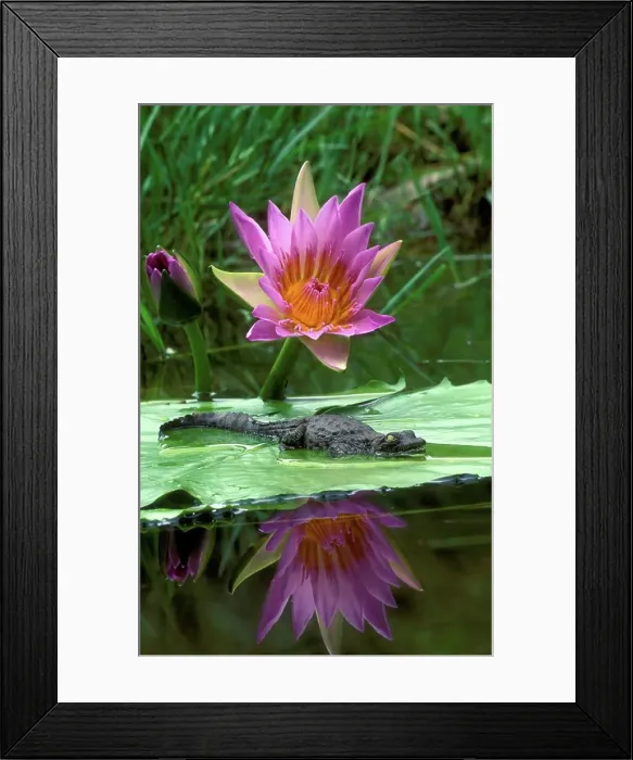 Framed Print : Nile Crocodile (Crocodylus niloticus) Framed Print : Nile Crocodile (Crocodylus niloticus)