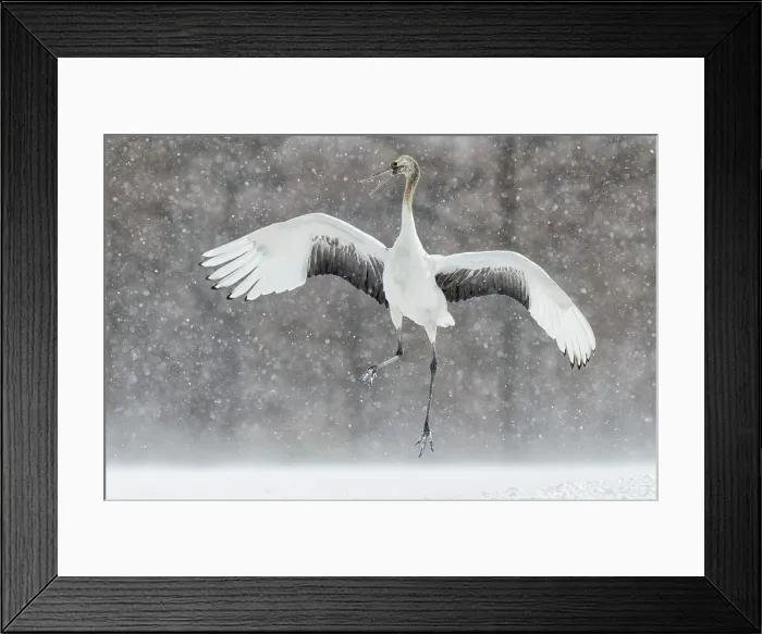 Framed Print : Japan, Hokkaido, Japanese Red-crowned Crane (Grus japonensis) performing courtship dance Framed Print : Japan, Hokkaido, Japanese Red-crowned Crane (Grus japonensis) performing courtship dance