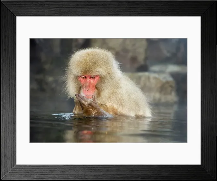 Framed Print : Japanese macaque or snow monkey (Macaca fuscata) in hot spring
