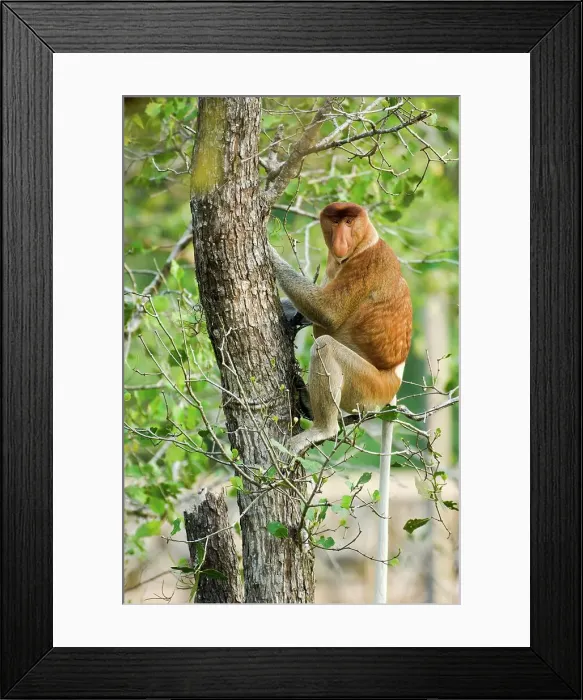 Framed Print : Adult male Proboscis monkey (Nasalis larvatus) in mangrove forest