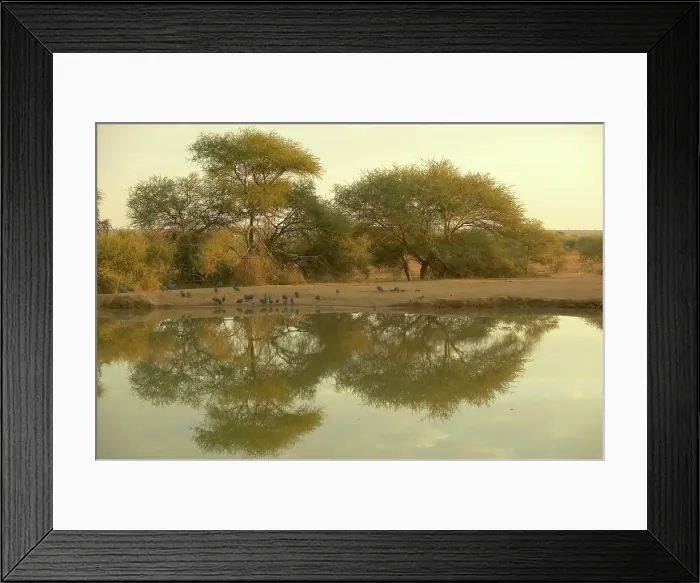 Framed Print : Helmeted Guineafowl (Nmida meleagris) flock drinking at a waterhole Framed Print : Helmeted Guineafowl (Nmida meleagris) flock drinking at a waterhole
