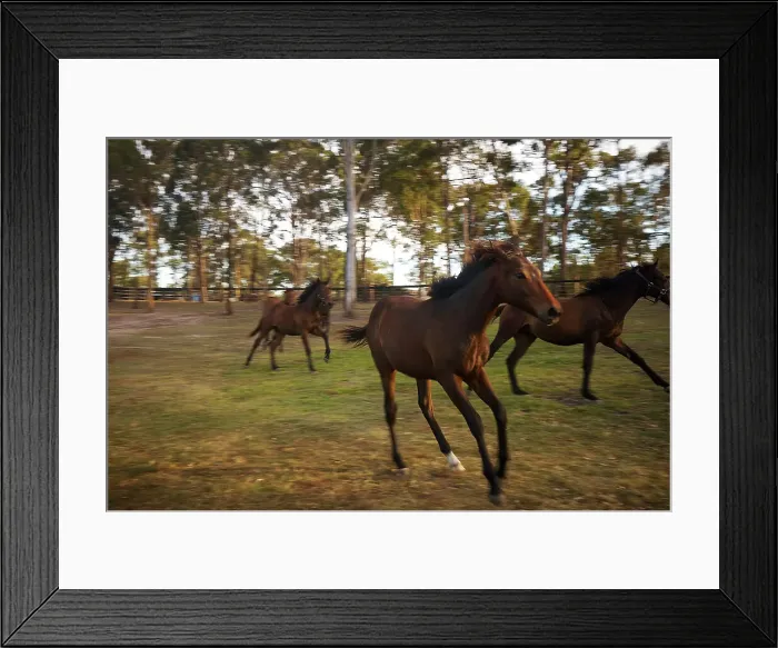 Framed Print : Horses running past gumtrees