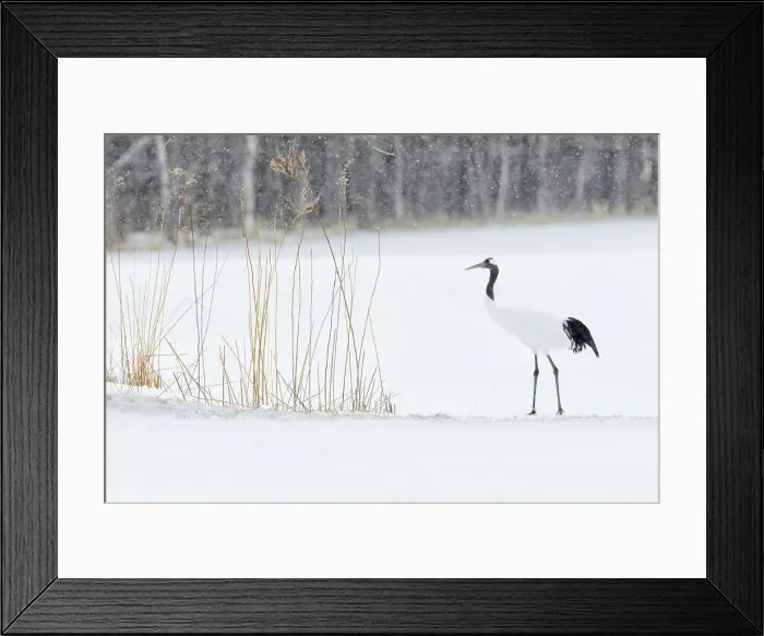 Framed Print : Japan, Hokkaido, Japanese Red-crowned Crane (Grus japonensis)