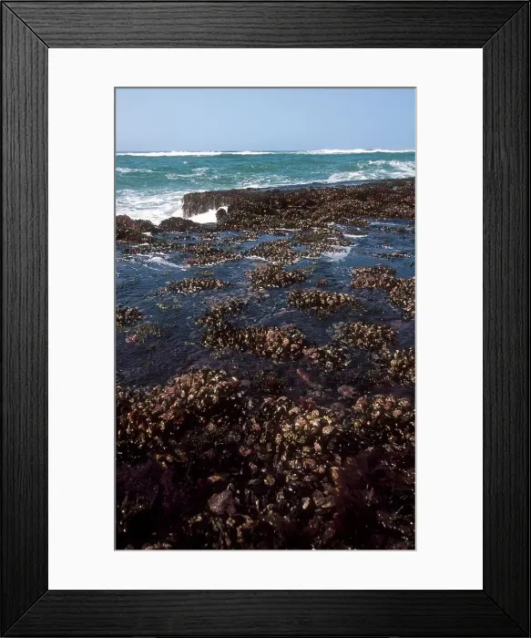 Framed Print : Brown Mussels on rocks. KwaZulu-Natal Framed Print : Brown Mussels on rocks. KwaZulu-Natal