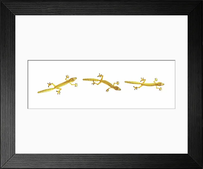 Framed Print : Close-up of Lined Leaf-tailed Geckos (Uroplatus lineatus) Framed Print : Close-up of Lined Leaf-tailed Geckos (Uroplatus lineatus)
