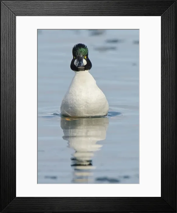 Framed Print : Common Goldeneye (Bucephala clangula) drake Framed Print : Common Goldeneye (Bucephala clangula) drake