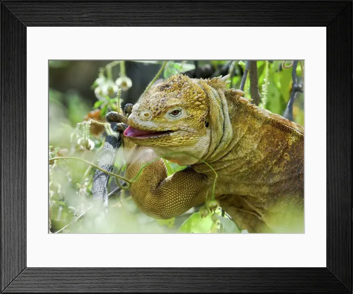 Framed Print : Galapagos Land Iguana (Conolophus subcristatus) feeding in vegetation Framed Print : Galapagos Land Iguana (Conolophus subcristatus) feeding in vegetation