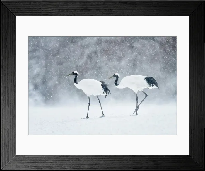 Framed Print : Japan, Hokkaido, Japanese Red-crowned Cranes (Grus japonensis)