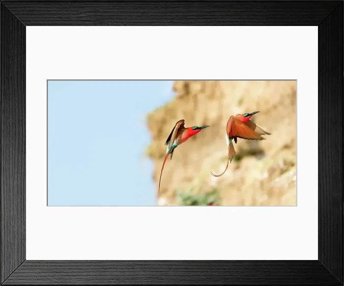 Framed Print : Southern Carmine Bee-Eaters (Merops nubicoides) returning to nest holes Framed Print : Southern Carmine Bee-Eaters (Merops nubicoides) returning to nest holes
