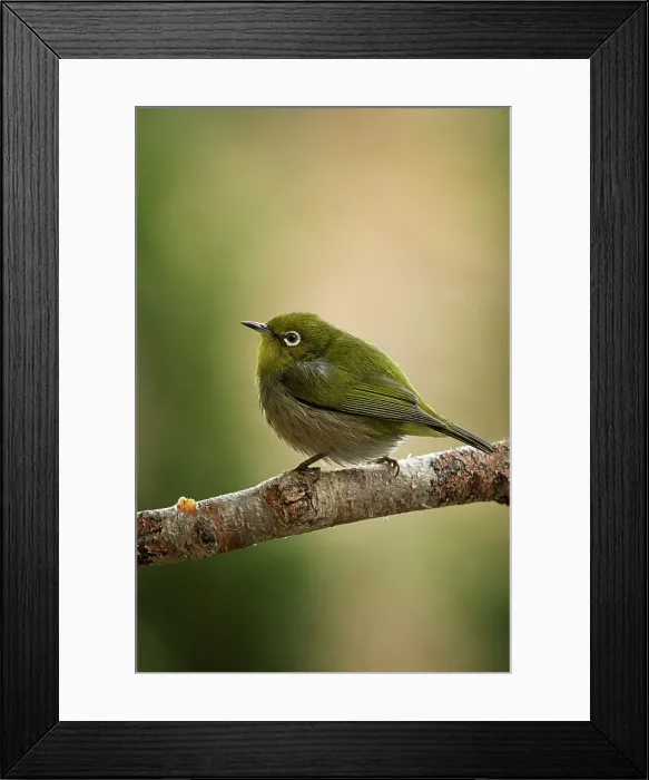 Framed Print : Japan, Tokyo, Japanese White-eye (Zosterops japonicus) on perch Framed Print : Japan, Tokyo, Japanese White-eye (Zosterops japonicus) on perch