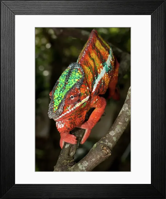 Framed Print : Male Panther chameleon (Furcifer pardalis) in aggressive posture Framed Print : Male Panther chameleon (Furcifer pardalis) in aggressive posture