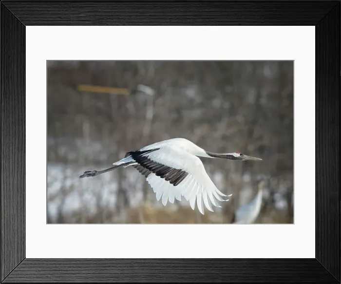 Framed Print : Japan, Hokkaido, Japanese Red-crowned Crane (Grus japonensis) flying to feeding grounds