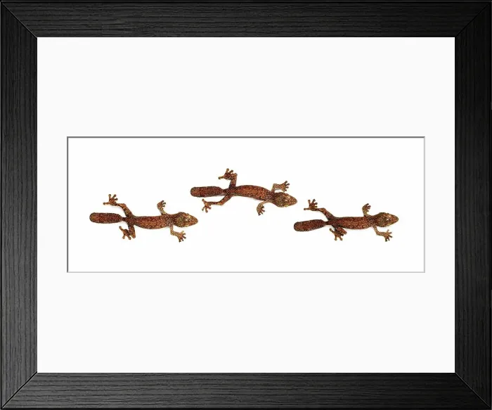 Framed Print : Close-up of Mossy Leaf-tailed Geckos (Uroplatus sikorae) Framed Print : Close-up of Mossy Leaf-tailed Geckos (Uroplatus sikorae)