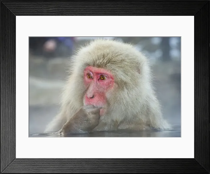 Framed Print : Japan, Nagano Province, Japanese macaque or snow monkey (Macaca fuscata) in hot spring Framed Print : Japan, Nagano Province, Japanese macaque or snow monkey (Macaca fuscata) in hot spring