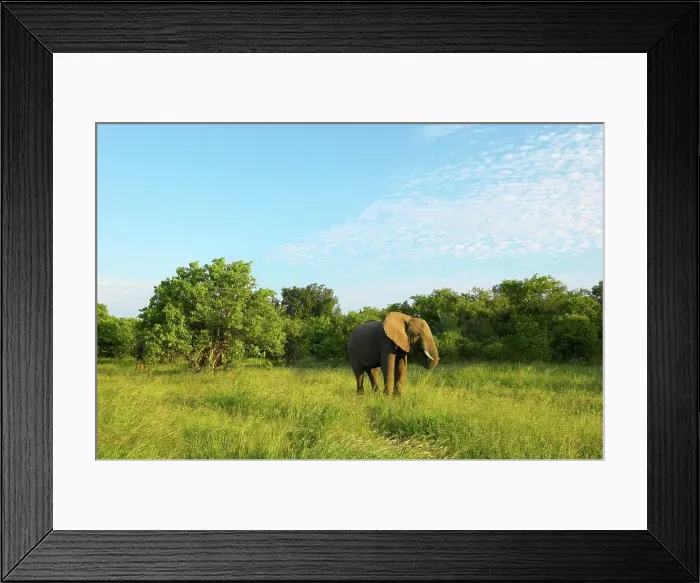 Framed Print : African Elephant (Loxodonta africana) feeding Framed Print : African Elephant (Loxodonta africana) feeding