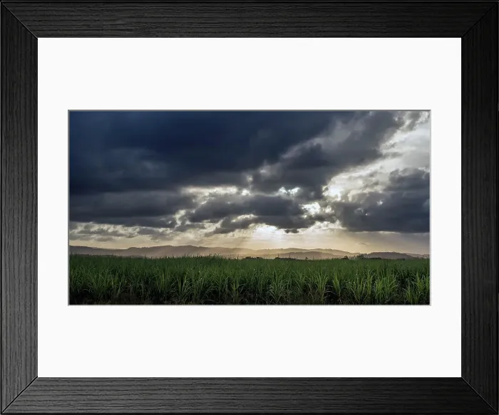 Framed Print : Storm over sugarcane crop Framed Print : Storm over sugarcane crop