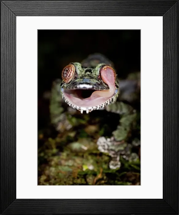 Framed Print : Mossy Leaf-Tailed gecko (Uroplatus sikorae) cleaning eye with tongue in forest understory at night
