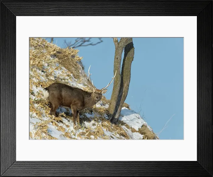 Framed Print : Japan, Hokkaido, Sika deer, (Cervus nippon) male on hillside Framed Print : Japan, Hokkaido, Sika deer, (Cervus nippon) male on hillside