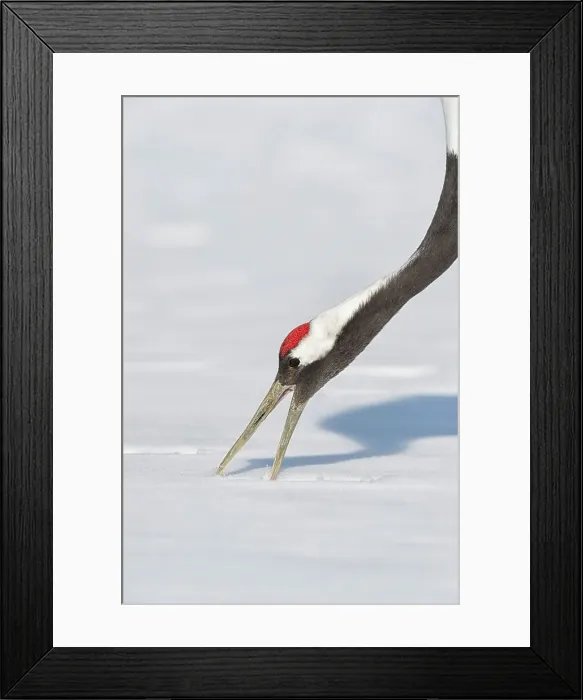 Framed Print : Japan, Hokkaido, Japanese Red-crowned Crane (Grus japonensis) feeding in snow Framed Print : Japan, Hokkaido, Japanese Red-crowned Crane (Grus japonensis) feeding in snow