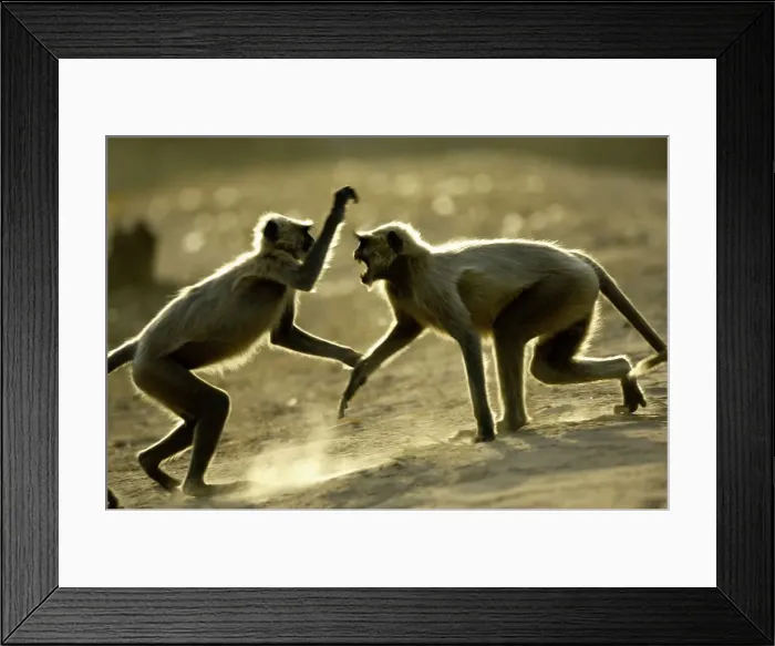 Framed Print : Hanuman langurs (Semnopithecus entellus) fighting playfully Framed Print : Hanuman langurs (Semnopithecus entellus) fighting playfully