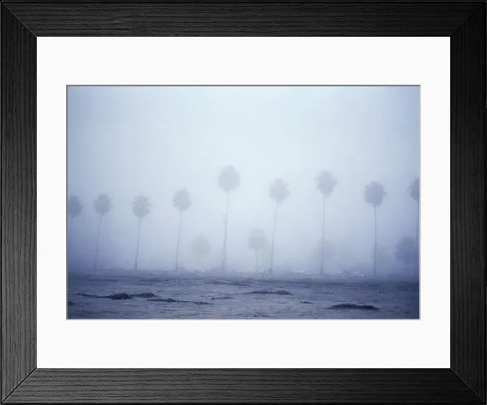 Framed Print : Row of palm trees along a foggy beach Framed Print : Row of palm trees along a foggy beach