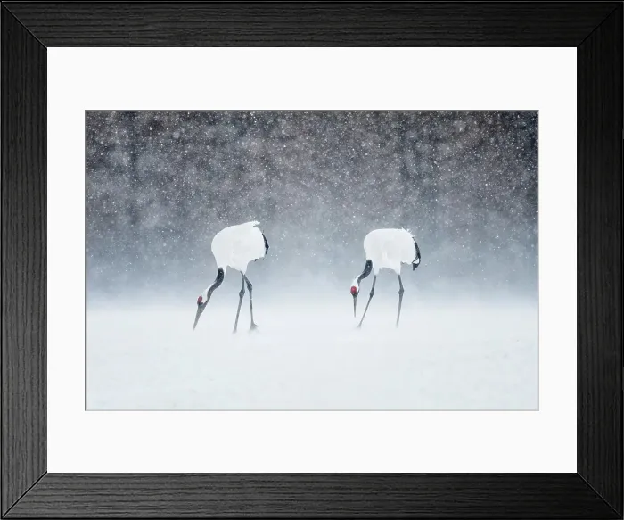 Framed Print : Japan, Hokkaido, Japanese Red-crowned Cranes (Grus japonensis) feeding in snow Framed Print : Japan, Hokkaido, Japanese Red-crowned Cranes (Grus japonensis) feeding in snow