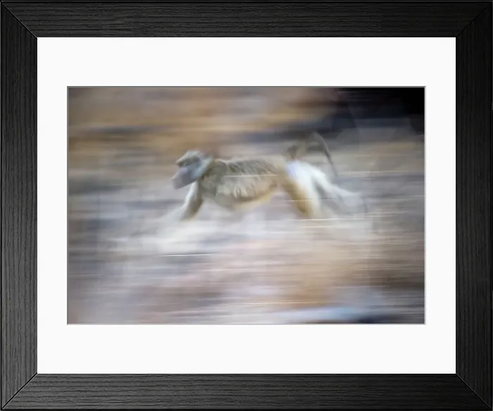 Framed Print : Yellow baboon (Papio cynocephalus) running along the banks of the Luangwa River Framed Print : Yellow baboon (Papio cynocephalus) running along the banks of the Luangwa River