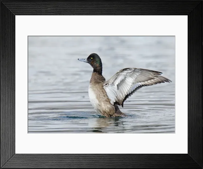 Framed Print : Greater Scaup (Aythya marila) drake Framed Print : Greater Scaup (Aythya marila) drake