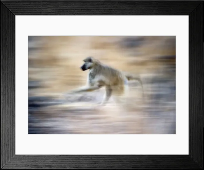 Framed Print : Yellow baboon (Papio cynocephalus) running along the banks of the Luangwa River Framed Print : Yellow baboon (Papio cynocephalus) running along the banks of the Luangwa River