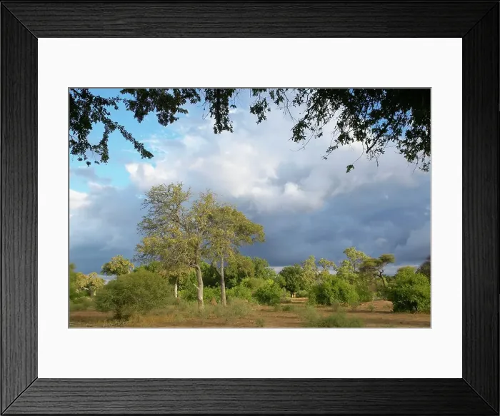 Framed Print : Leadwood Trees (Combretum emberbe) Framed Print : Leadwood Trees (Combretum emberbe)