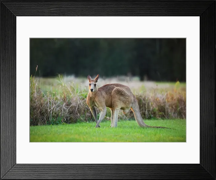Framed Print : Kangaroo. Lone Kangaroo