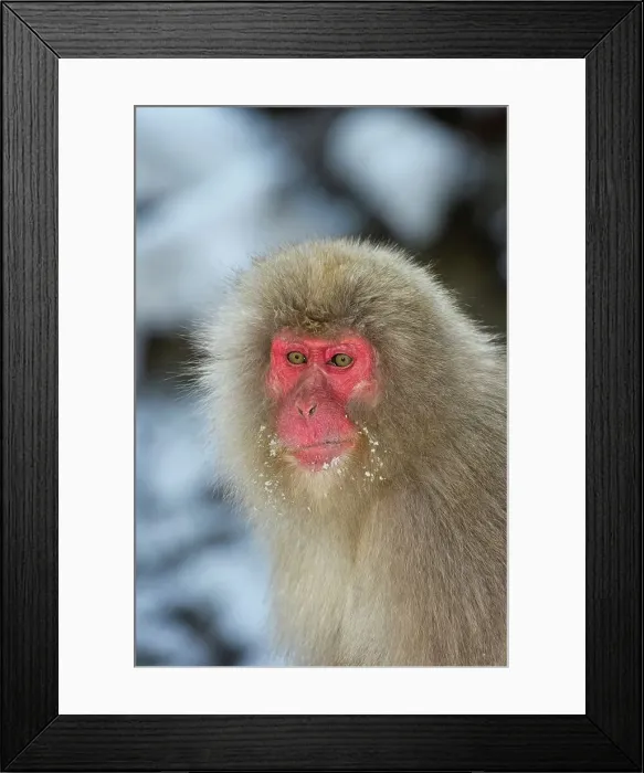 Framed Print : Japanese macaque or snow monkey (Macaca fuscata) portrait