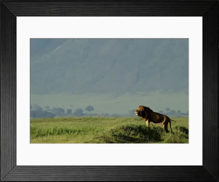 Framed Print : Male lion (Panthera leo) roaring Framed Print : Male lion (Panthera leo) roaring