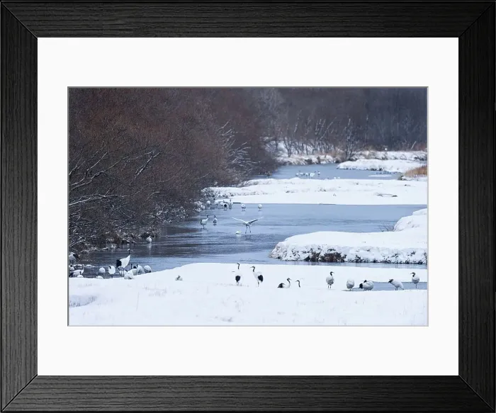 Framed Print : Japan, Hokkaido, Japanese Red-crowned Cranes (Grus japonensis) roosting in river
