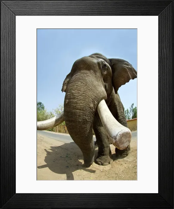 Framed Print : Indian elephant (Elephas maximus) walking Framed Print : Indian elephant (Elephas maximus) walking