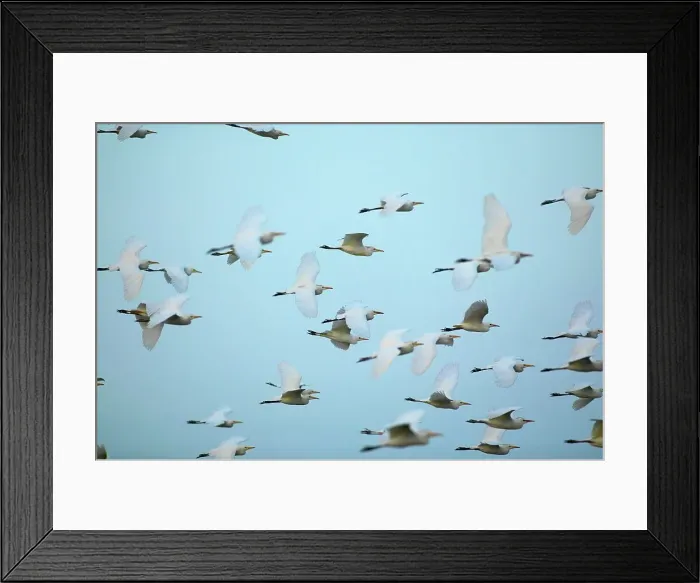 Framed Print : Cattle egrets (Bubulcus ibis) in flight Framed Print : Cattle egrets (Bubulcus ibis) in flight