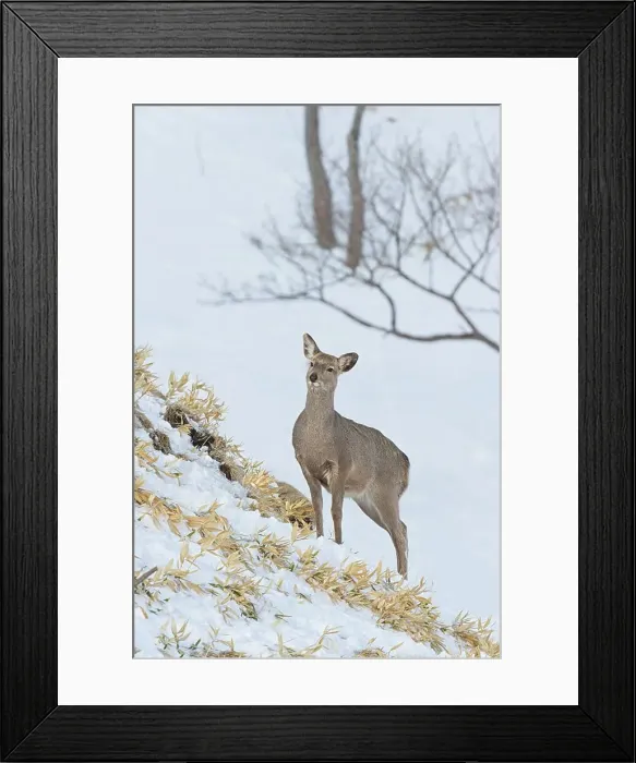 Framed Print : Japan, Hokkaido, Sika deer, (Cervus nippon) female Framed Print : Japan, Hokkaido, Sika deer, (Cervus nippon) female
