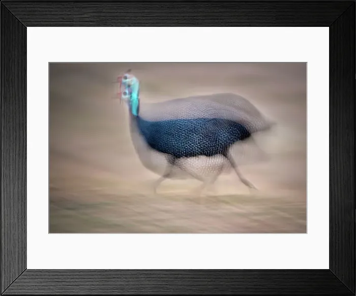 Framed Print : Helmeted Guinea fowl (Numida meleagris) running on the banks of the Luangwa River Framed Print : Helmeted Guinea fowl (Numida meleagris) running on the banks of the Luangwa River