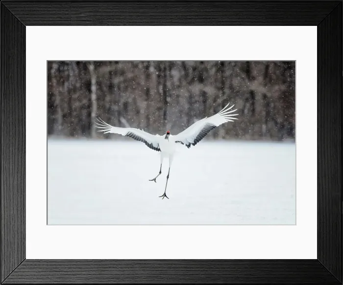 Framed Print : Japan, Hokkaido, Japanese Red-crowned Crane (Grus japonensis) flying to feeding grounds Framed Print : Japan, Hokkaido, Japanese Red-crowned Crane (Grus japonensis) flying to feeding grounds