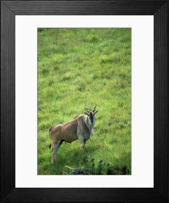 Framed Print : Eland (Taurotragus oryx) in veld Framed Print : Eland (Taurotragus oryx) in veld