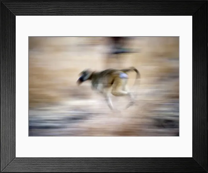 Framed Print : Yellow baboon (Papio cynocephalus) running along the banks of the Luangwa River Framed Print : Yellow baboon (Papio cynocephalus) running along the banks of the Luangwa River