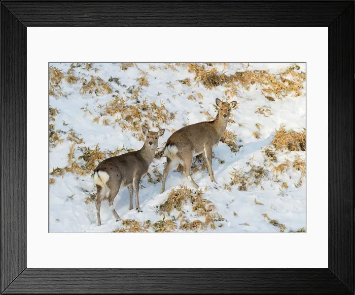 Framed Print : Japan, Hokkaido, Sika deer, (Cervus nippon) females