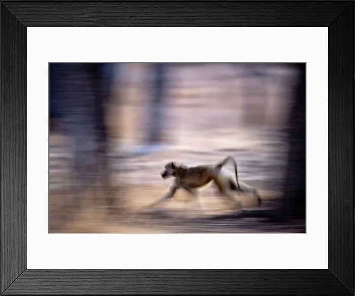 Framed Print : Yellow baboon (Papio cynocephalus) running along the banks of the Luangwa River